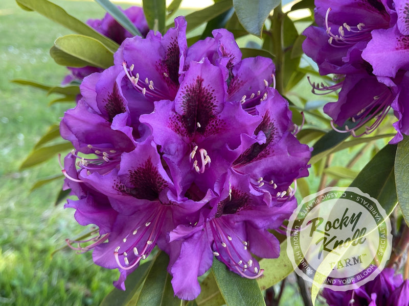 Dark Sister plant from Rocky Knoll Farm