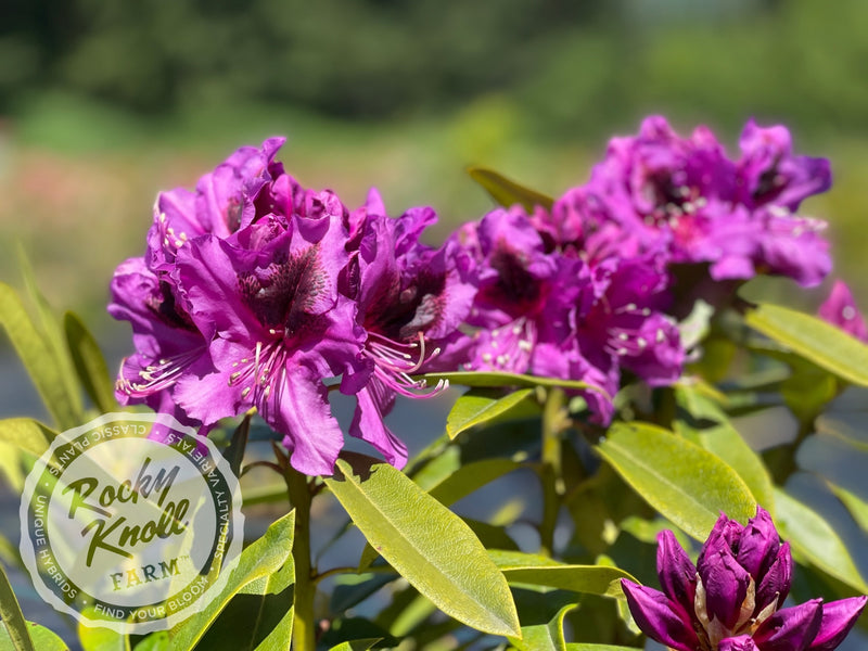 Dark Sister plant from Rocky Knoll Farm