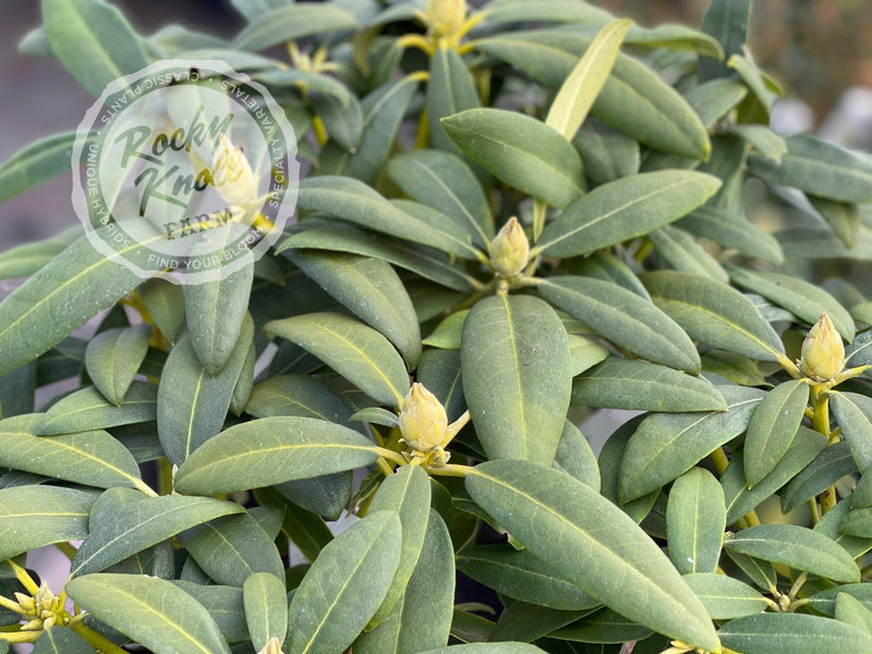 Deep Clover plant from Rocky Knoll Farm