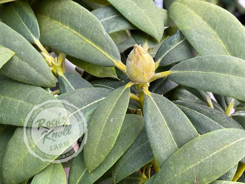 Deep Clover plant from Rocky Knoll Farm