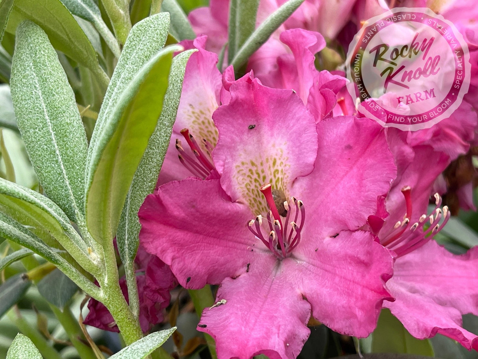 flowerプロフ flowerプロフ flowerプロフ Zx flux womens floral new arrivals