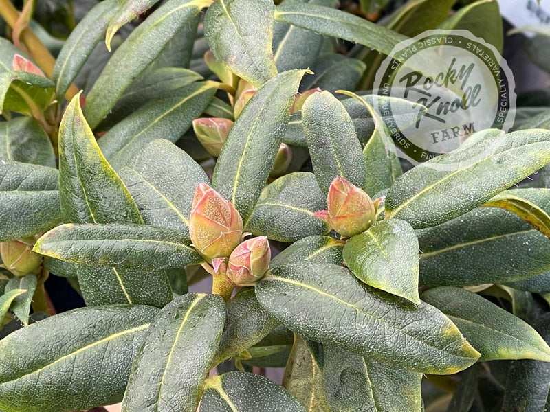 Dora Amateis plant from Rocky Knoll Farm