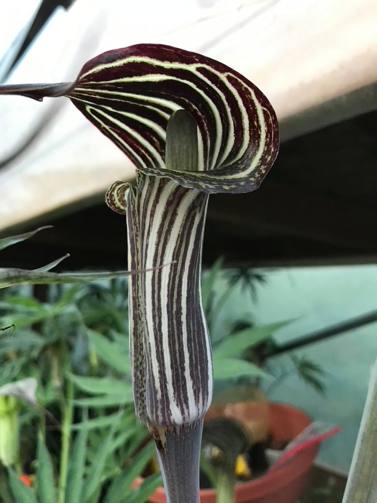 Arisaema consanguineum (Himalayan Cobra Lily) plant from Rocky Knoll Farm