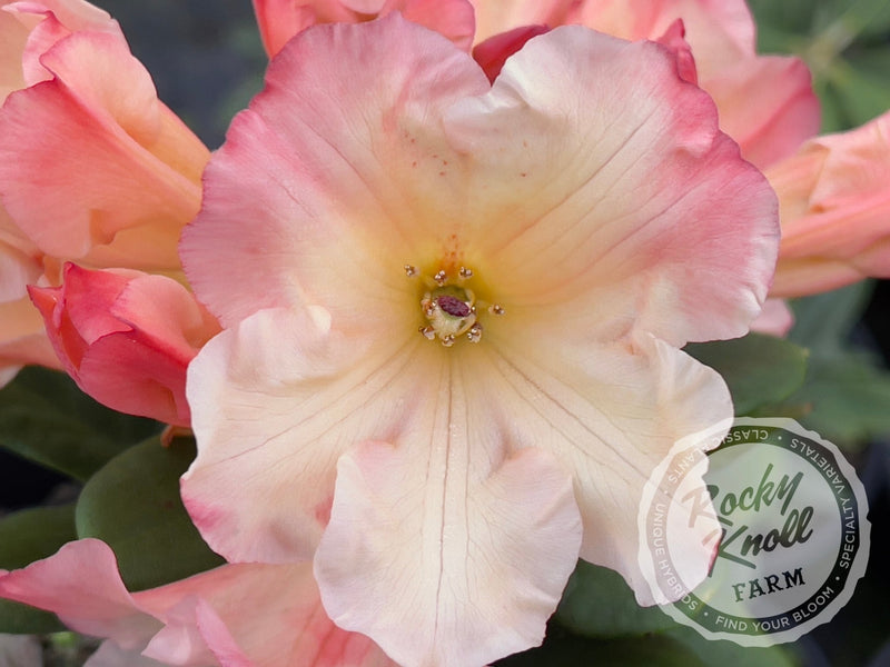 Elegant Dancer plant from Rocky Knoll Farm