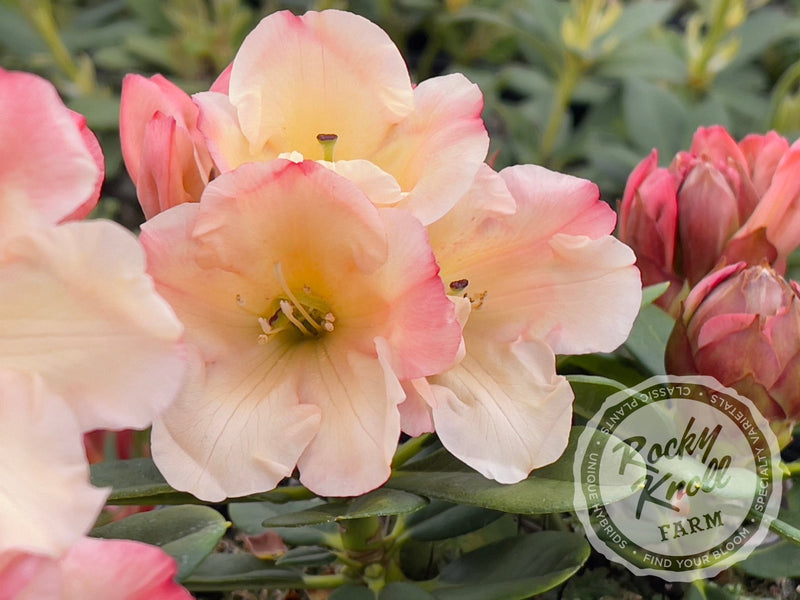 Elegant Dancer plant from Rocky Knoll Farm