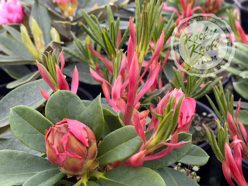 Elegant Dancer plant from Rocky Knoll Farm