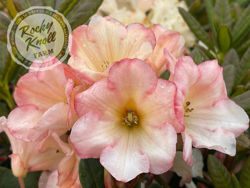 Elegant Dancer plant from Rocky Knoll Farm