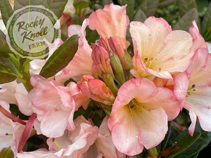 Elegant Dancer plant from Rocky Knoll Farm