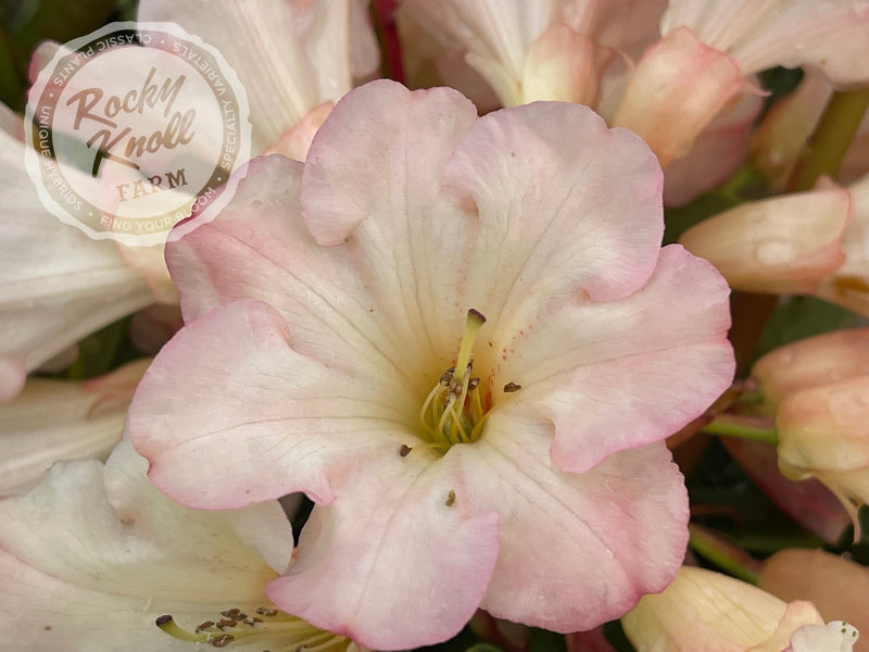 Elegant Dancer plant from Rocky Knoll Farm