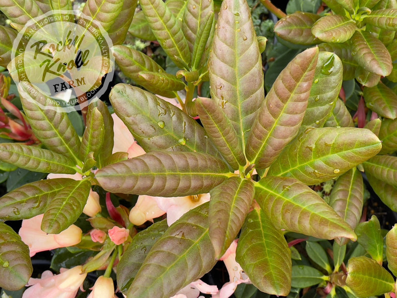 Elegant Dancer plant from Rocky Knoll Farm