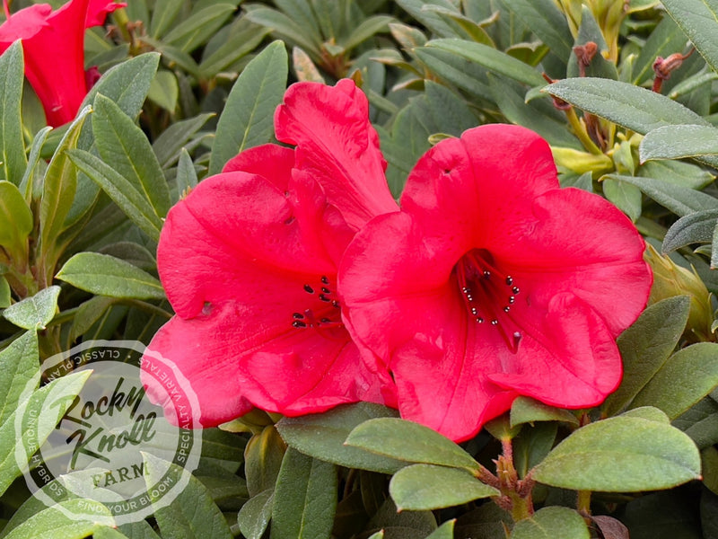 Elizabeth plant from Rocky Knoll Farm