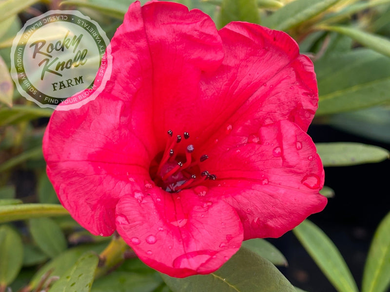 Elizabeth plant from Rocky Knoll Farm
