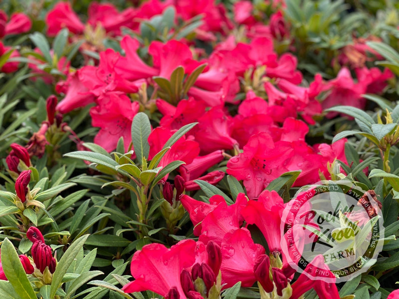 Elizabeth plant from Rocky Knoll Farm