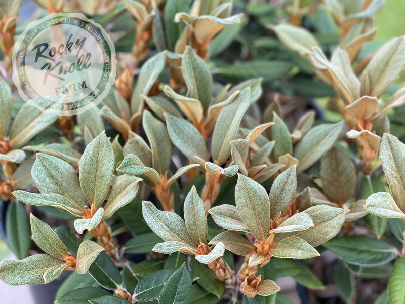 Ellie Sather plant from Rocky Knoll Farm