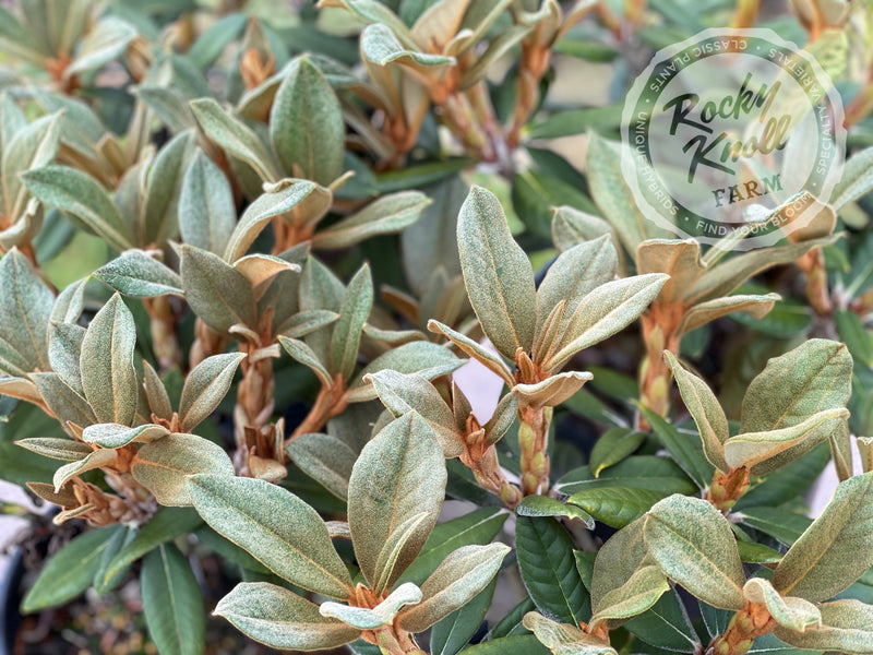 Ellie Sather plant from Rocky Knoll Farm