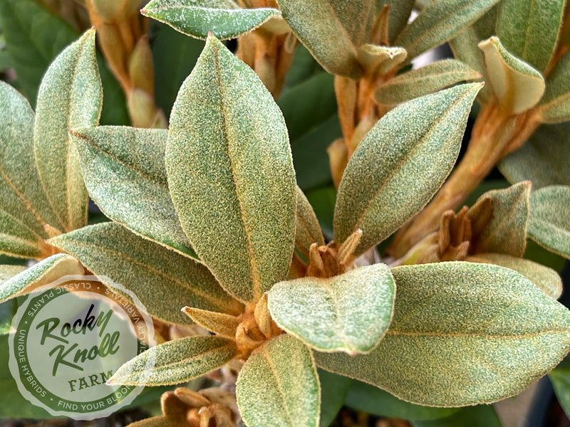 Ellie Sather plant from Rocky Knoll Farm