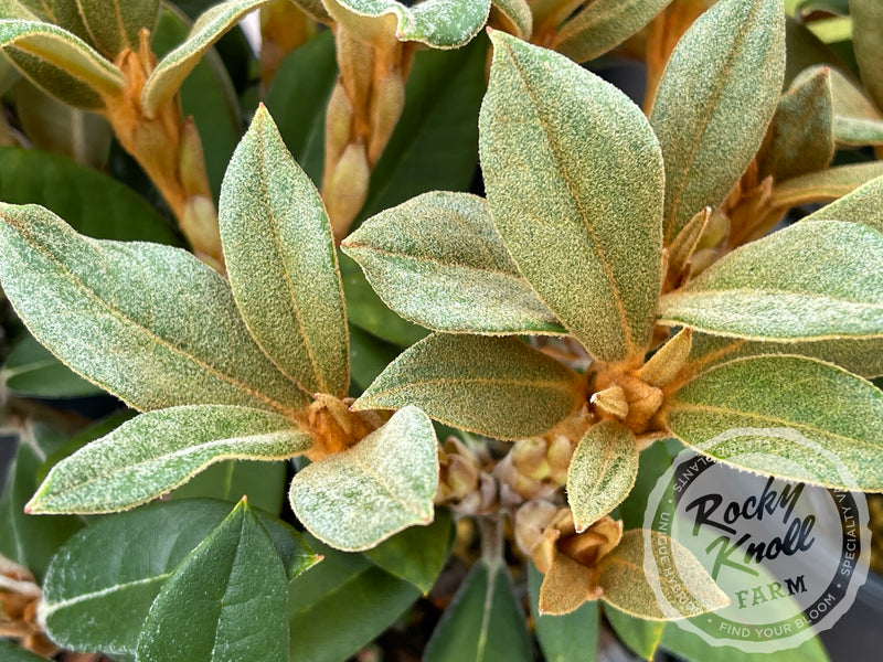Ellie Sather plant from Rocky Knoll Farm