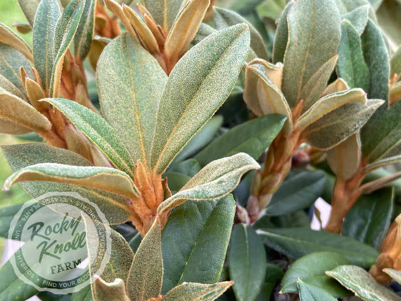 Ellie Sather plant from Rocky Knoll Farm