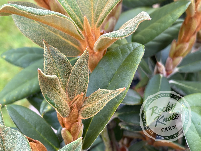 Ellie Sather plant from Rocky Knoll Farm