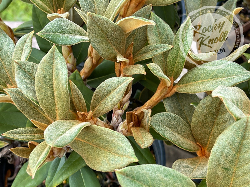 Ellie Sather plant from Rocky Knoll Farm