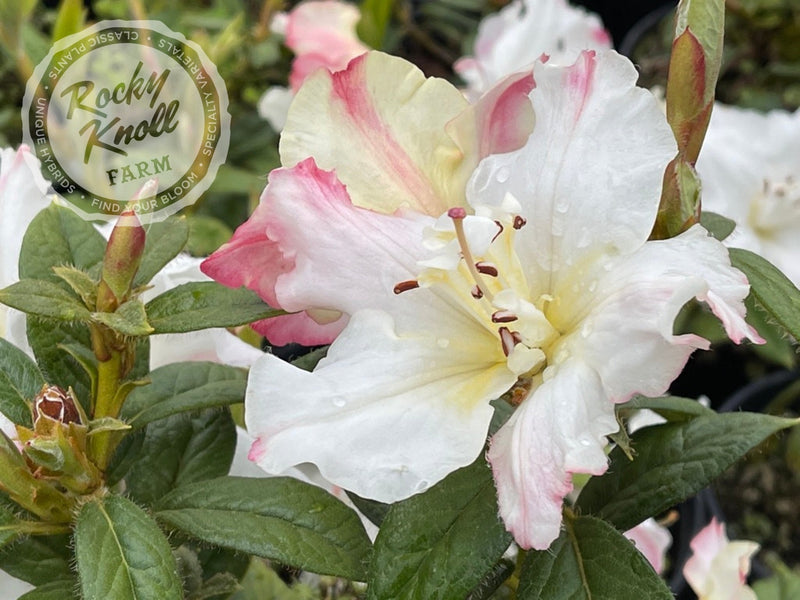 Else Frye plant from Rocky Knoll Farm
