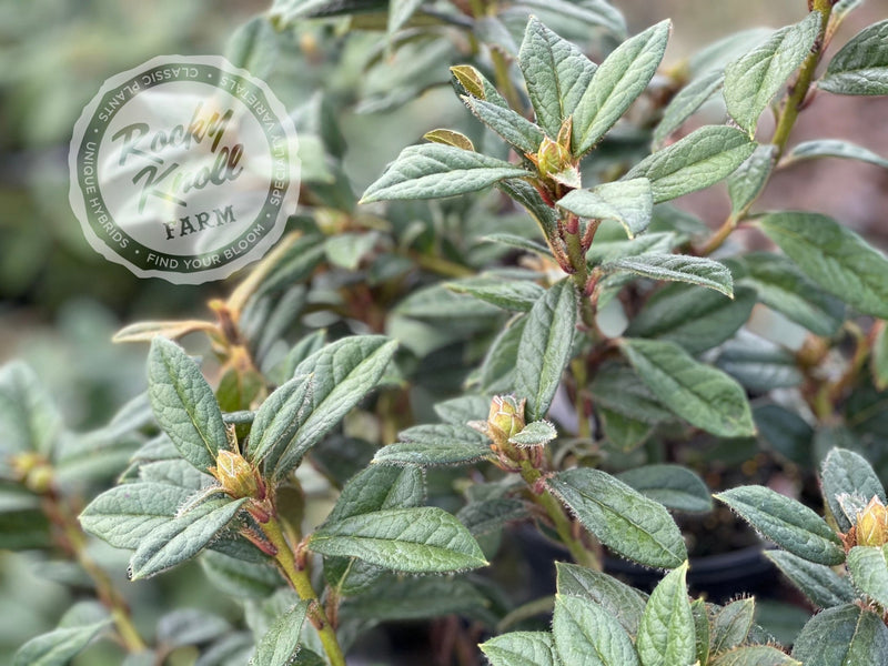 Else Frye plant from Rocky Knoll Farm