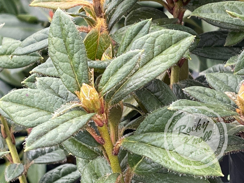 Else Frye plant from Rocky Knoll Farm