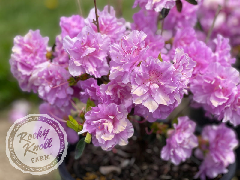Elsie Lee plant from Rocky Knoll Farm