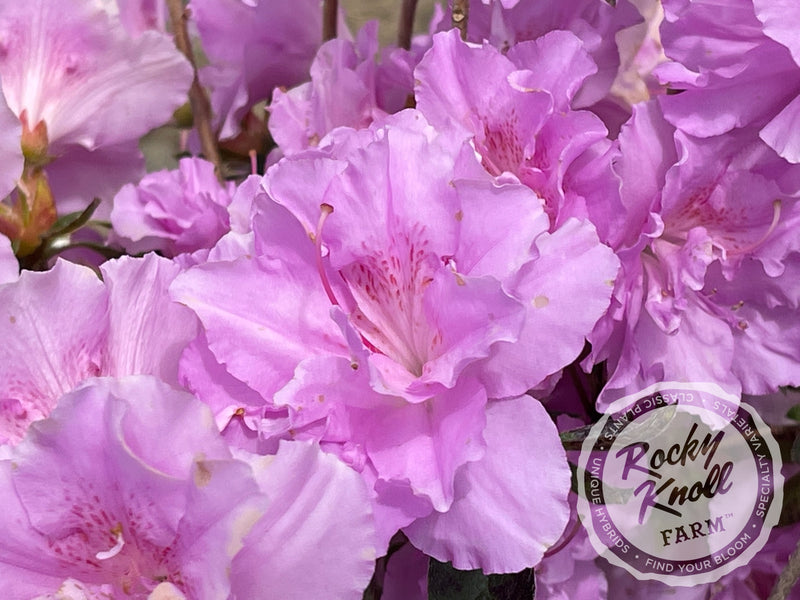 Elsie Lee plant from Rocky Knoll Farm