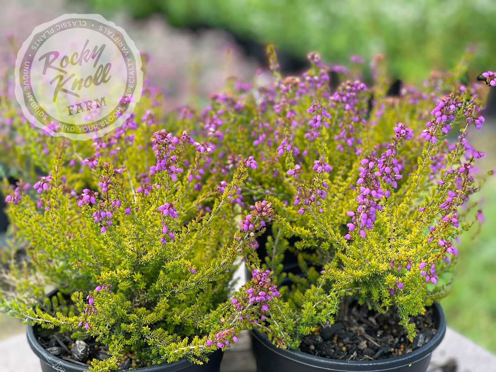 erica plant indoor Erica cinerea Golden Hue Heath