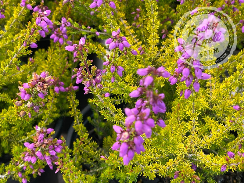 Erica cinerea Golden Hue Heath plant from Rocky Knoll Farm