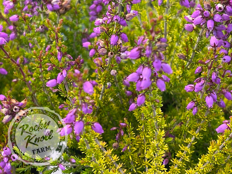 Erica cinerea Golden Hue Heath plant from Rocky Knoll Farm