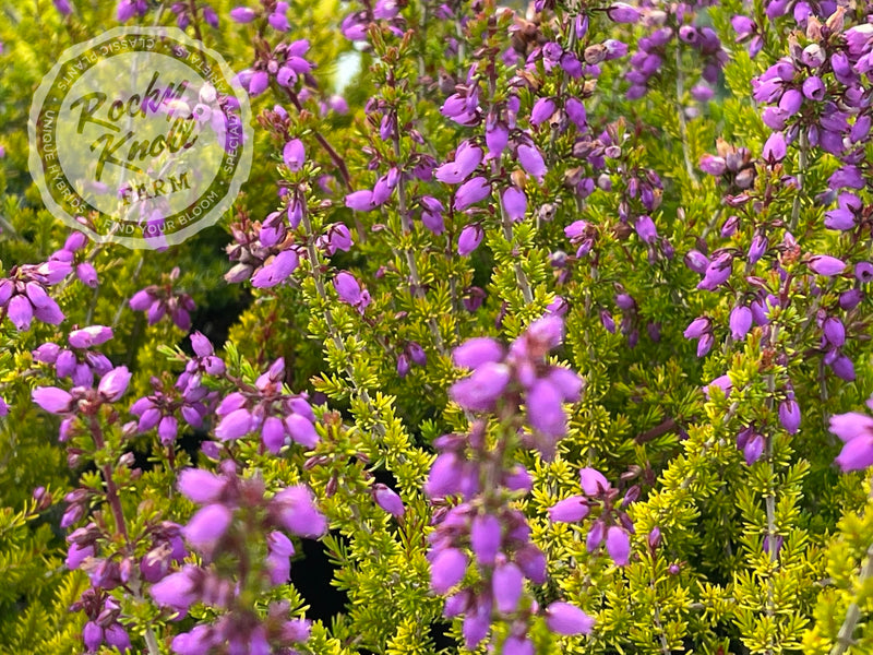 Erica cinerea Golden Hue Heath plant from Rocky Knoll Farm