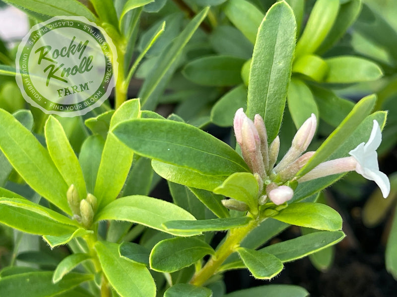Eternal Fragrance Daphne plant from Rocky Knoll Farm