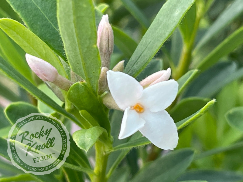 Eternal Fragrance Daphne plant from Rocky Knoll Farm