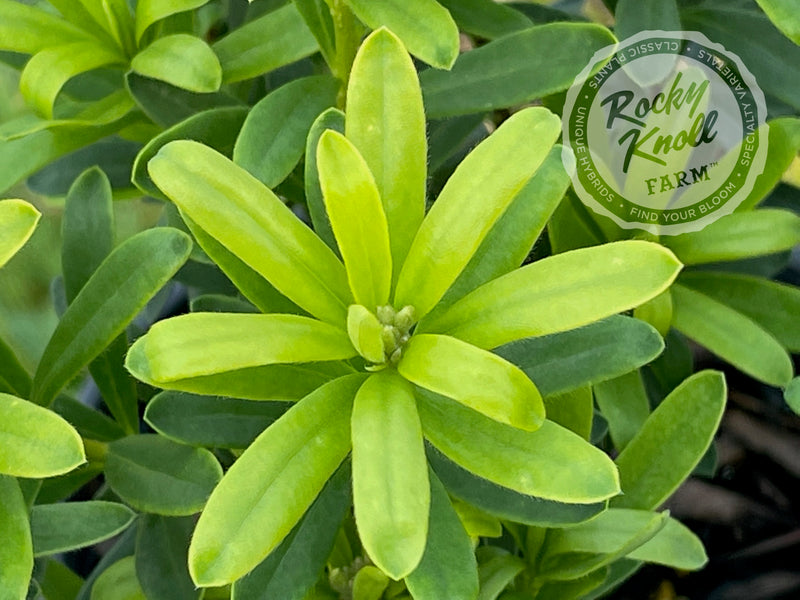 Eternal Fragrance Daphne plant from Rocky Knoll Farm