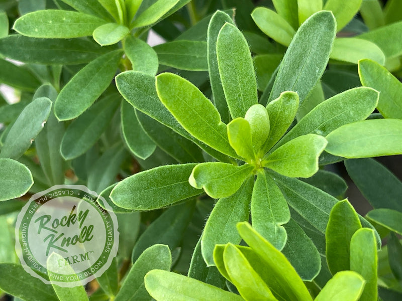 Eternal Fragrance Daphne plant from Rocky Knoll Farm