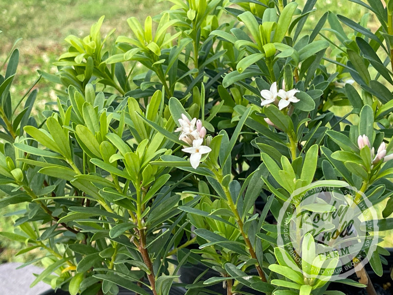 Eternal Fragrance Daphne plant from Rocky Knoll Farm