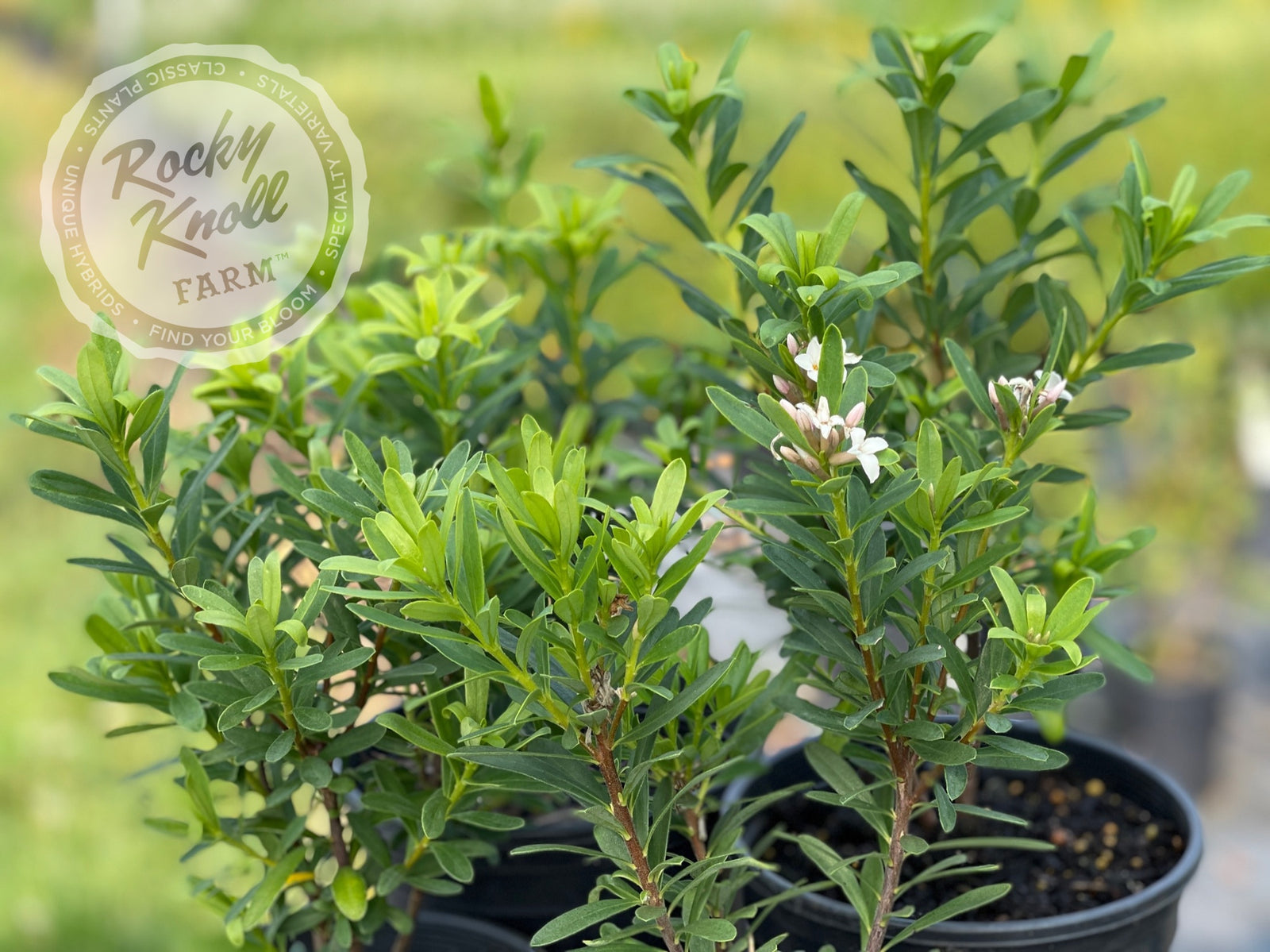 daphne plant in a pot Eternal Fragrance Daphne