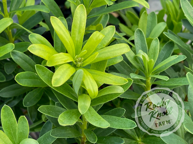 Eternal Fragrance Daphne plant from Rocky Knoll Farm