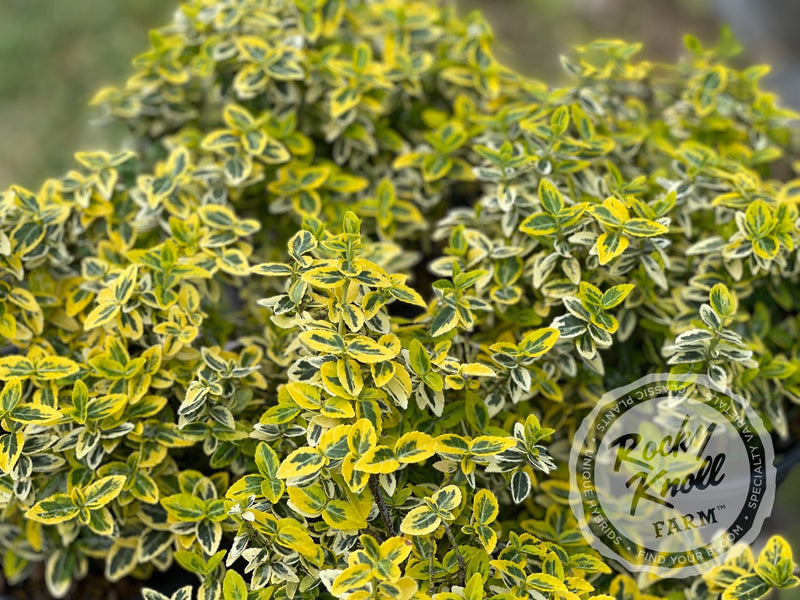 Euonymus Emerald n Gold (Wintercreeper) plant from Rocky Knoll Farm