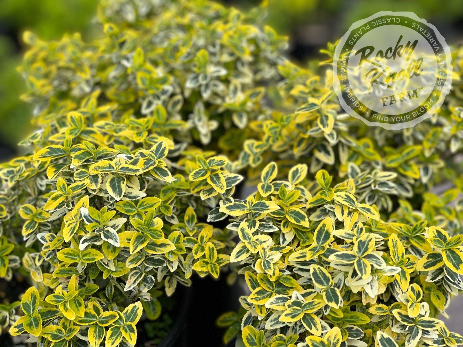 Euonymus Emerald n Gold (Wintercreeper)