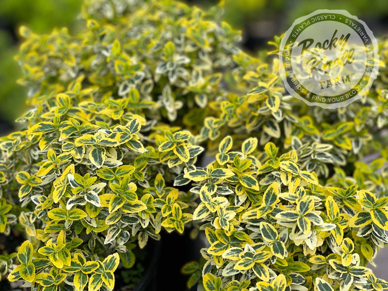 Euonymus Emerald n Gold (Wintercreeper) plant from Rocky Knoll Farm