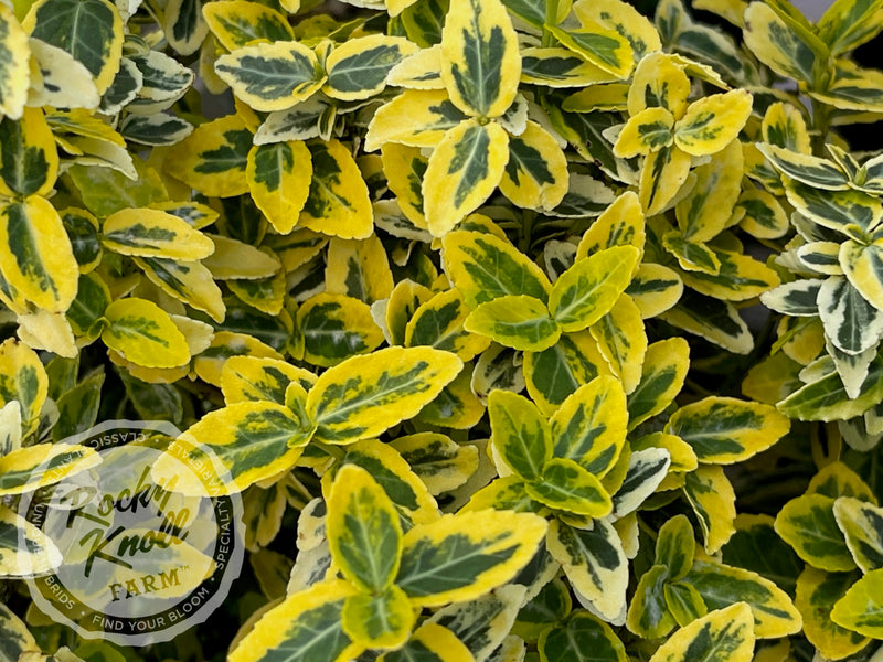 Euonymus Emerald n Gold (Wintercreeper) plant from Rocky Knoll Farm