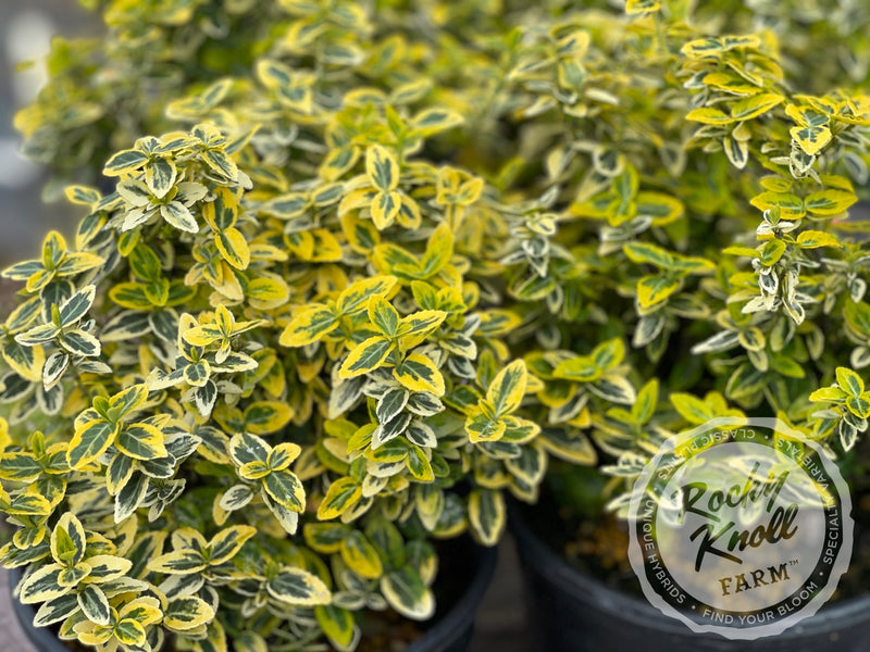 Euonymus Emerald n Gold (Wintercreeper) plant from Rocky Knoll Farm