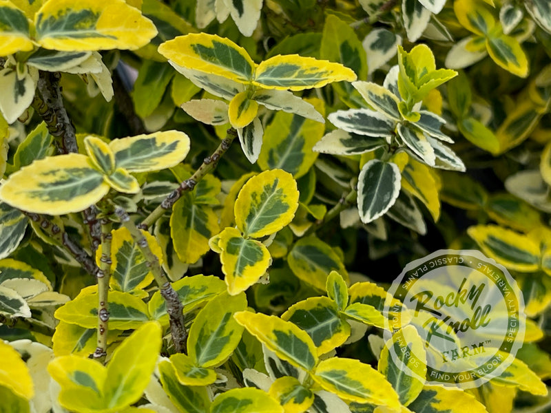 Euonymus Emerald n Gold (Wintercreeper) plant from Rocky Knoll Farm