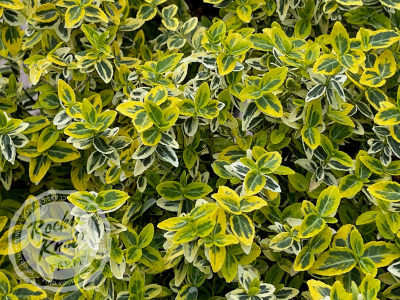Euonymus Emerald n Gold (Wintercreeper) plant from Rocky Knoll Farm