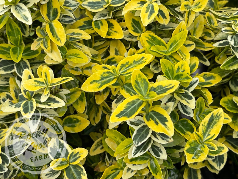 Euonymus Emerald n Gold (Wintercreeper) plant from Rocky Knoll Farm