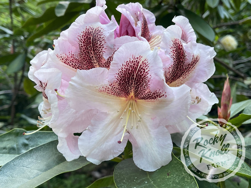 Extraordinaire plant from Rocky Knoll Farm
