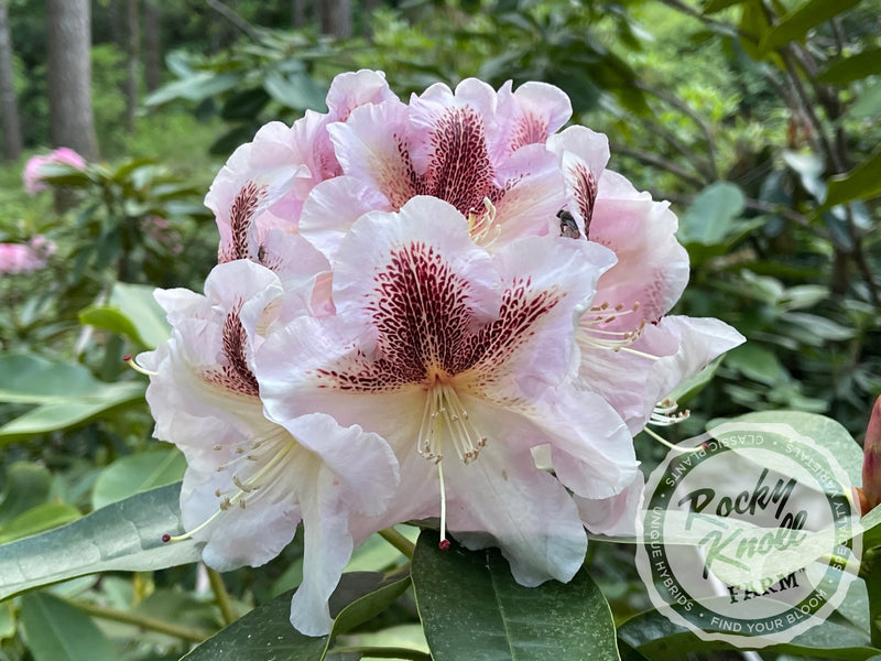 Extraordinaire plant from Rocky Knoll Farm